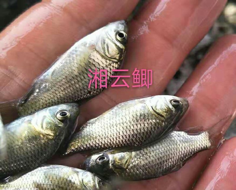 湘云鲫苗