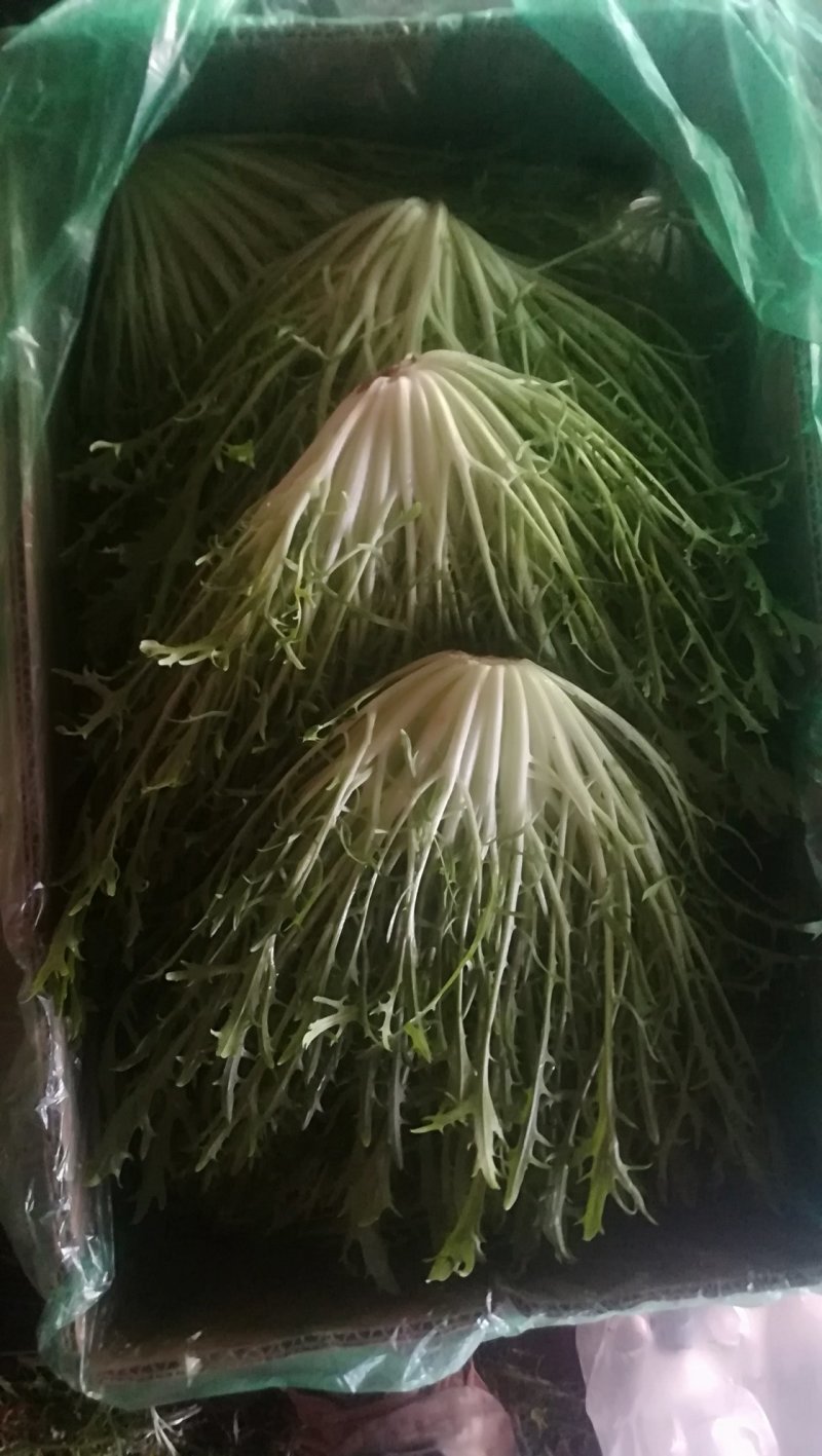 精品苦菊批发苦菊大量上市高端品质货量巨大日供万斤以上