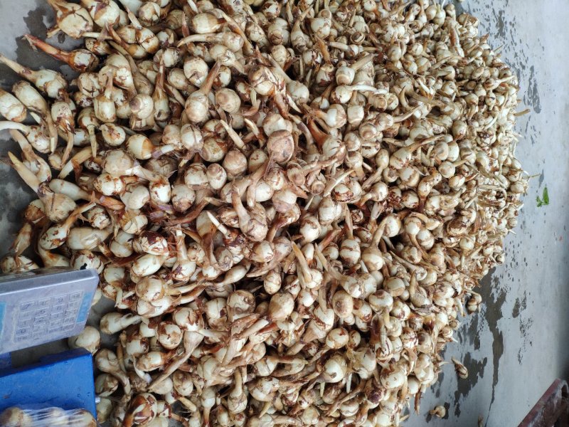 慈姑茨菇茨菰湖北特产