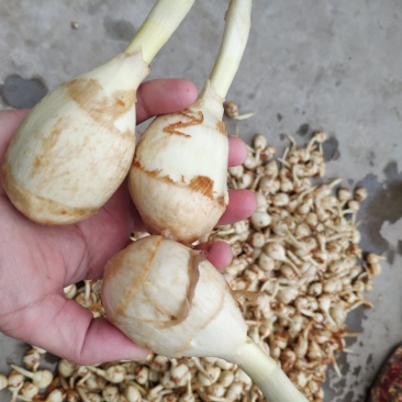 慈姑茨菇茨菰湖北特产