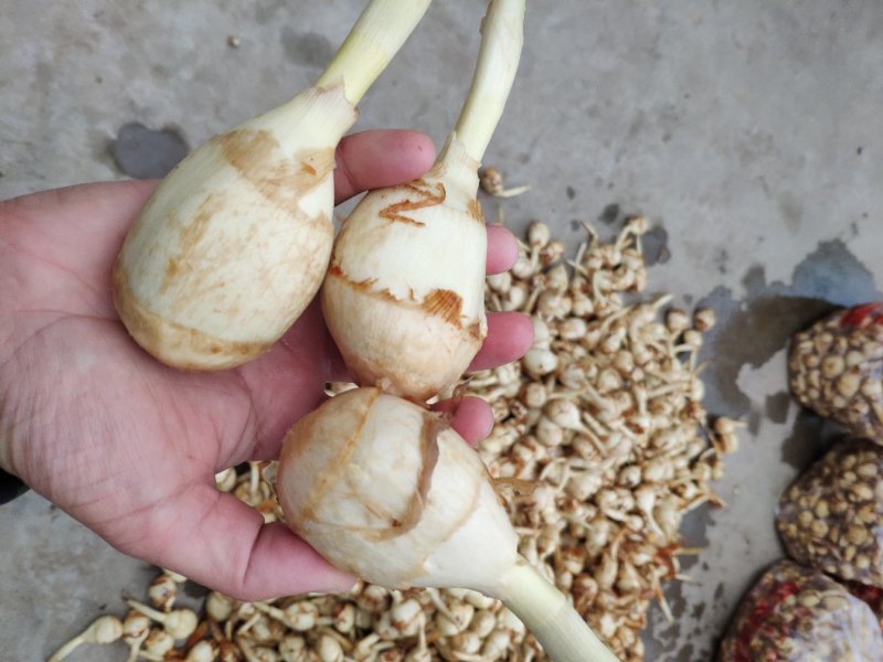 慈姑茨菇茨菰湖北特产