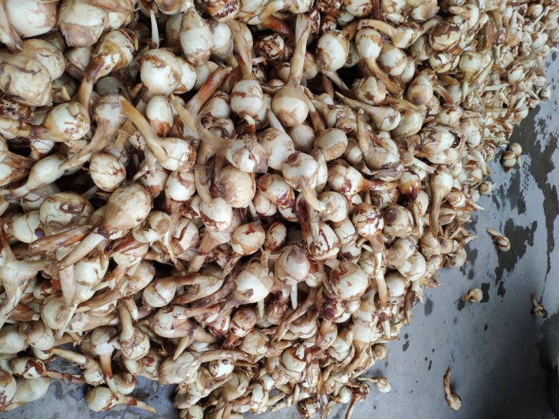 慈姑茨菇茨菰湖北特产