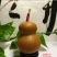 新货廊文玩葫芦种子超市，在售品种150余种，支持淘宝和微