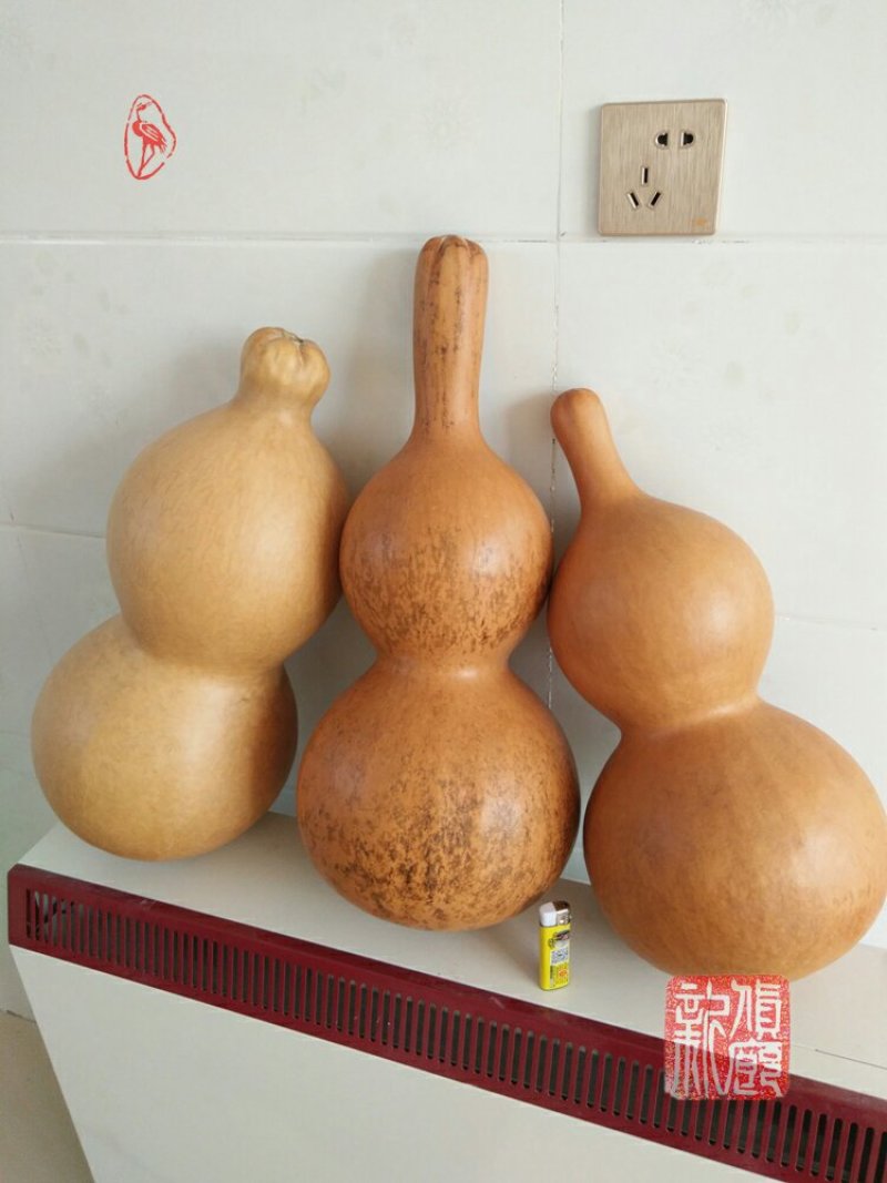 新货廊文玩葫芦种子超市，在售品种150余种，支持淘宝和微