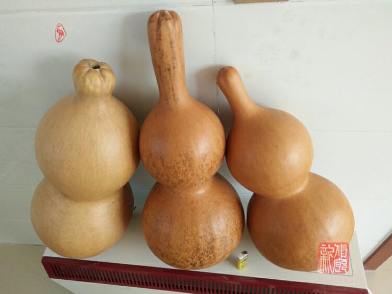 新货廊文玩葫芦种子超市，在售品种150余种，支持淘宝和微