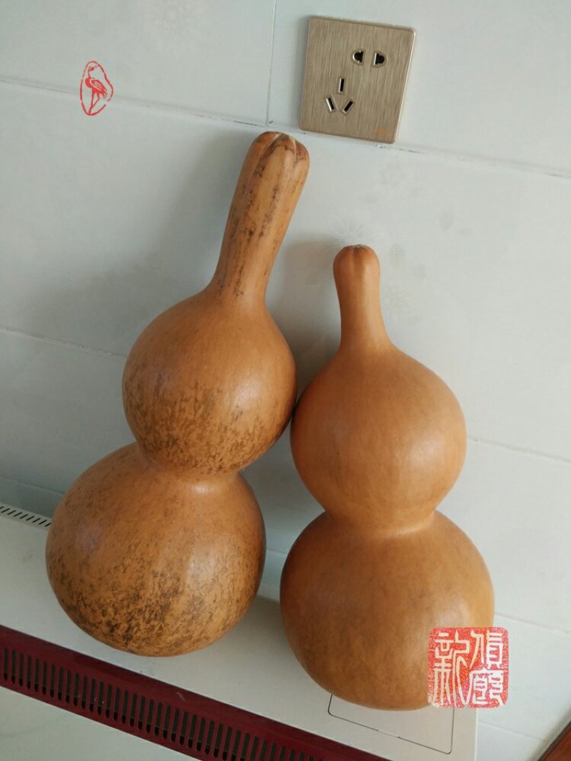 新货廊文玩葫芦种子超市，在售品种150余种，支持淘宝和微