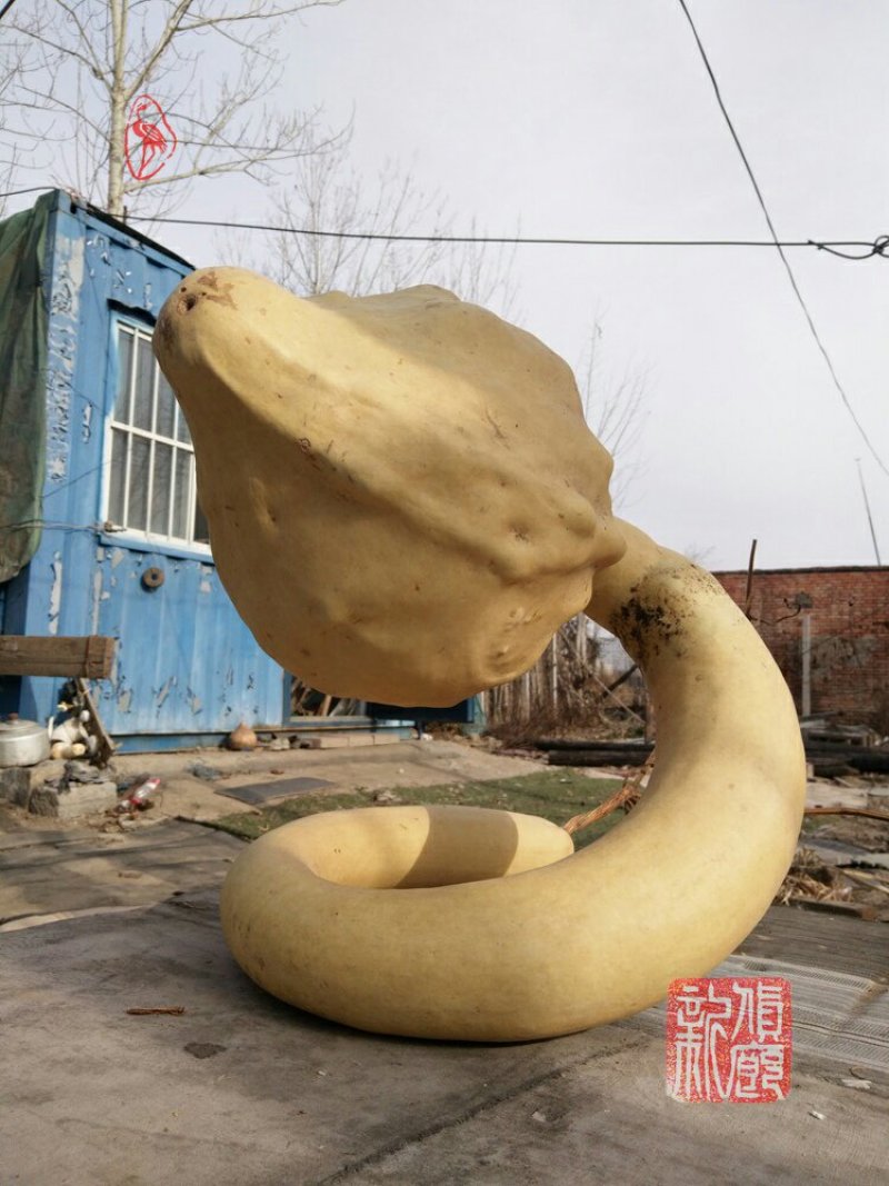 新货廊文玩葫芦种子超市，在售品种150余种，支持淘宝和微