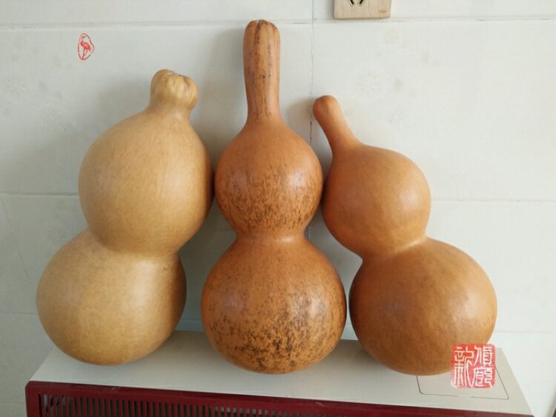 新货廊文玩葫芦种子超市，在售品种150余种，支持淘宝和微
