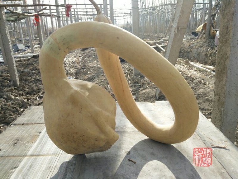 新货廊文玩葫芦种子超市，在售品种150余种，支持淘宝和微