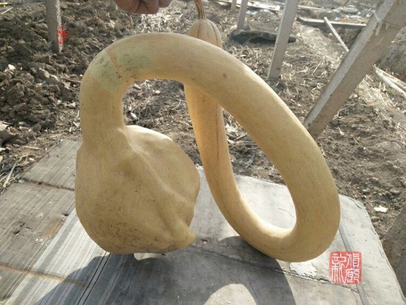 新货廊文玩葫芦种子超市，在售品种150余种，支持淘宝和微