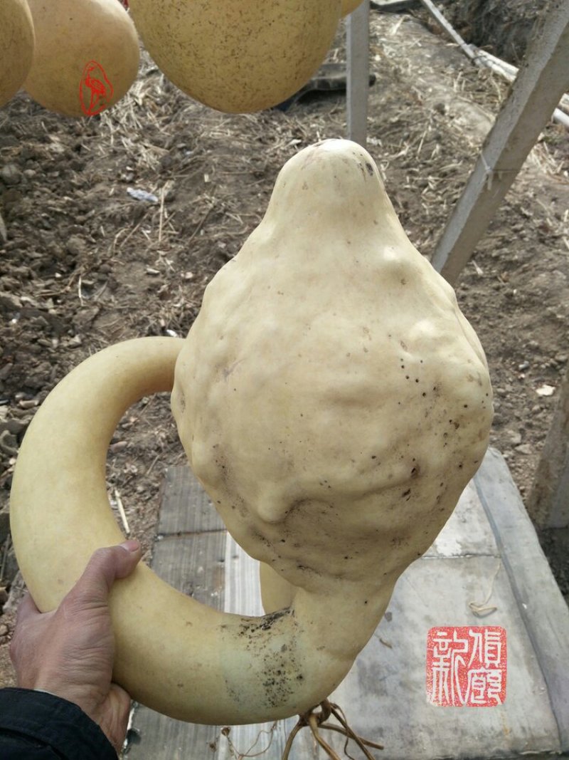 新货廊文玩葫芦种子超市，在售品种150余种，支持淘宝和微