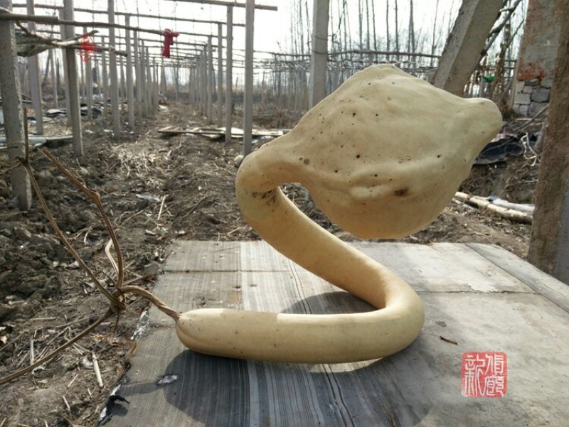 新货廊文玩葫芦种子超市，在售品种150余种，支持淘宝和微