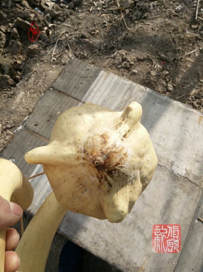 新货廊文玩葫芦种子超市，在售品种150余种，支持淘宝和微