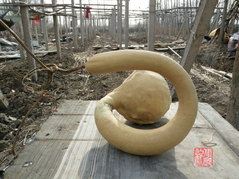 新货廊文玩葫芦种子超市，在售品种150余种，支持淘宝和微