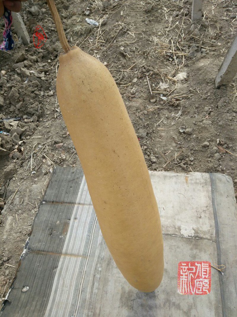 新货廊文玩葫芦种子超市，在售品种150余种，支持淘宝和微