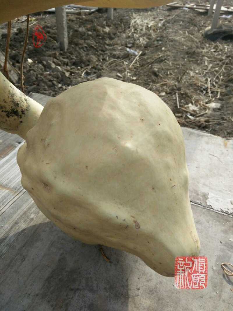 新货廊文玩葫芦种子超市，在售品种150余种，支持淘宝和微