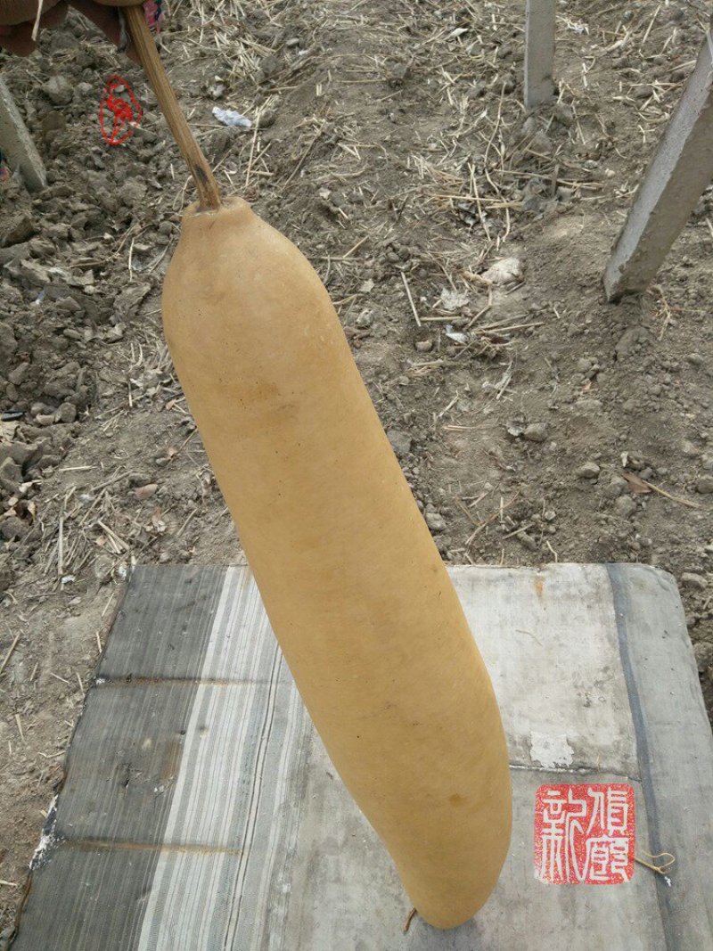 新货廊文玩葫芦种子超市，在售品种150余种，支持淘宝和微