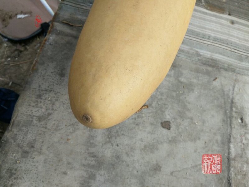 新货廊文玩葫芦种子超市，在售品种150余种，支持淘宝和微