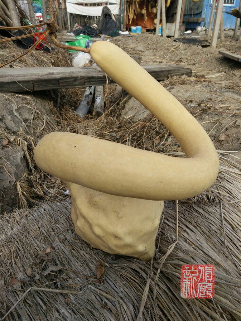 新货廊文玩葫芦种子超市，在售品种150余种，支持淘宝和微