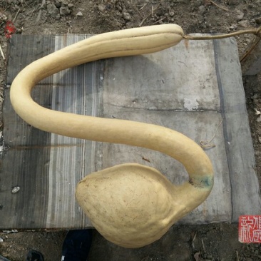 新货廊文玩葫芦种子超市，在售品种150余种，支持淘宝和微