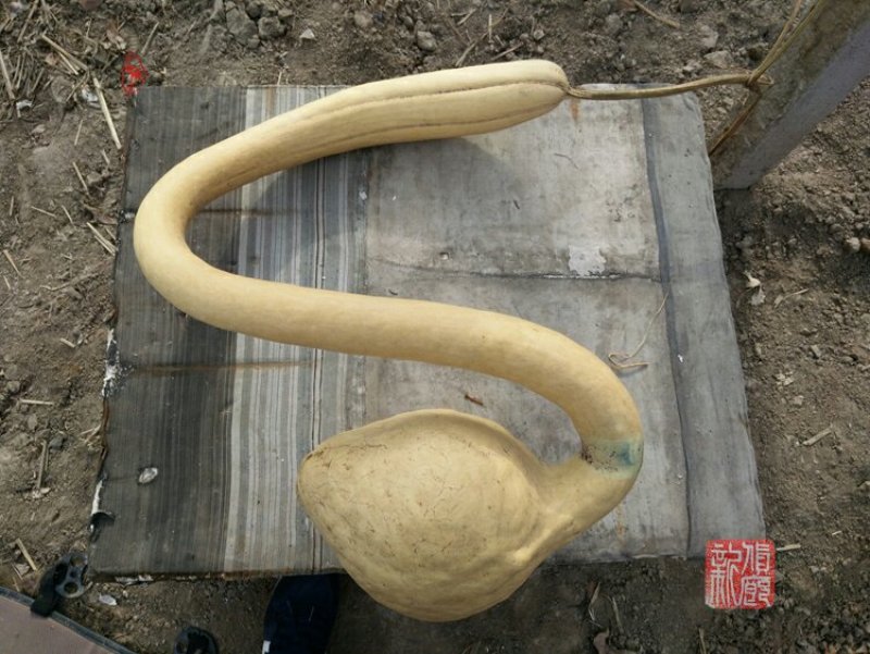 新货廊文玩葫芦种子超市，在售品种150余种，支持淘宝和微