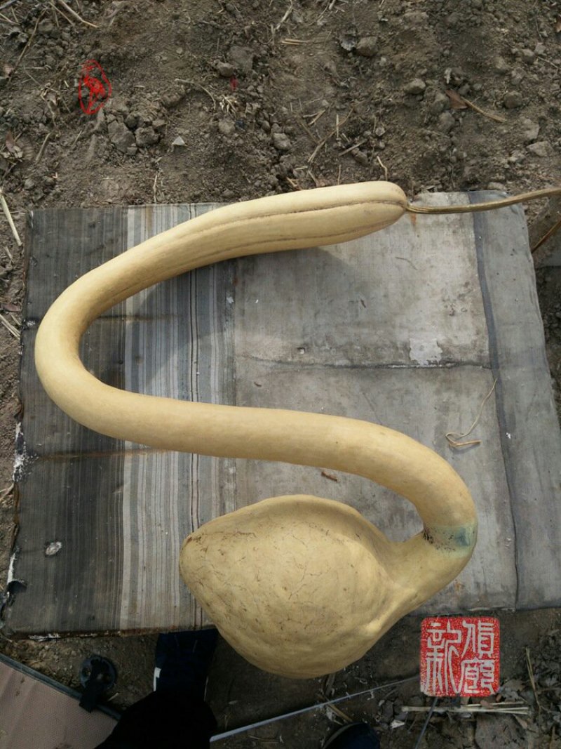 新货廊文玩葫芦种子超市，在售品种150余种，支持淘宝和微