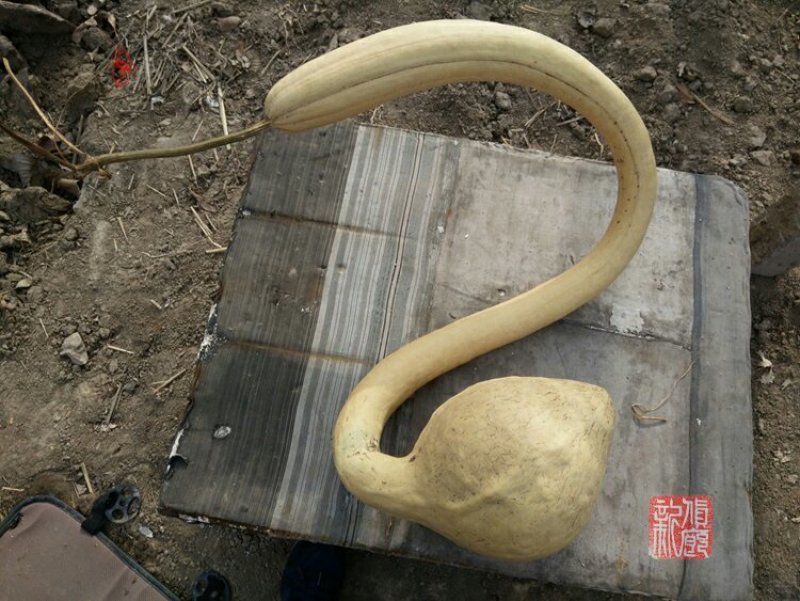 新货廊文玩葫芦种子超市，在售品种150余种，支持淘宝和微