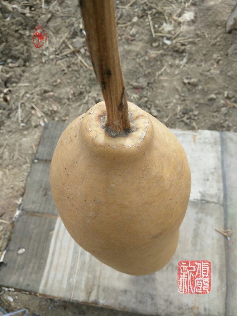 新货廊文玩葫芦种子超市，在售品种150余种，支持淘宝和微