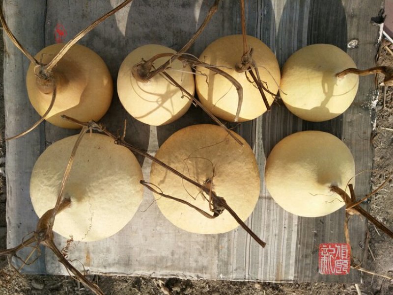 新货廊文玩葫芦种子超市，在售品种150余种，支持淘宝和微
