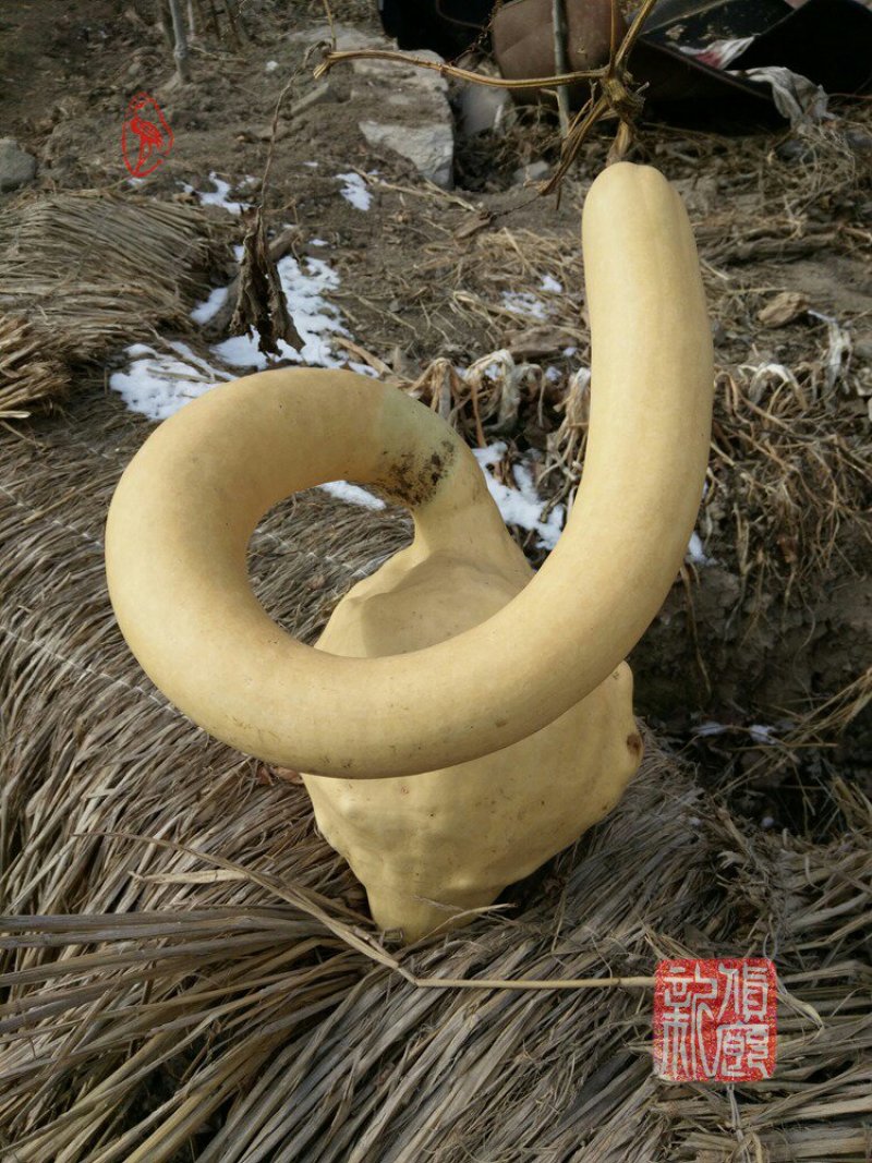 新货廊文玩葫芦种子超市，在售品种150余种，支持淘宝和微