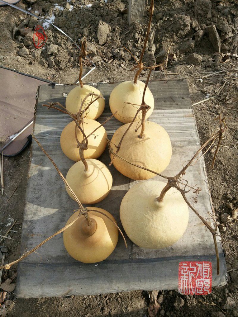 新货廊文玩葫芦种子超市，在售品种150余种，支持淘宝和微