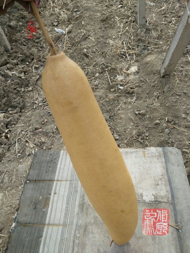 新货廊文玩葫芦种子超市，在售品种150余种，支持淘宝和微