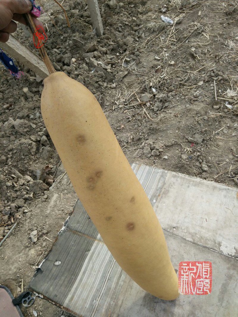 新货廊文玩葫芦种子超市，在售品种150余种，支持淘宝和微