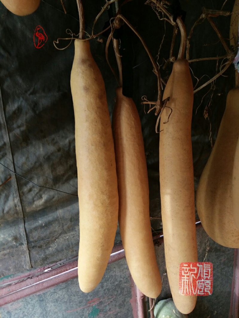 新货廊文玩葫芦种子超市，在售品种150余种，支持淘宝和微