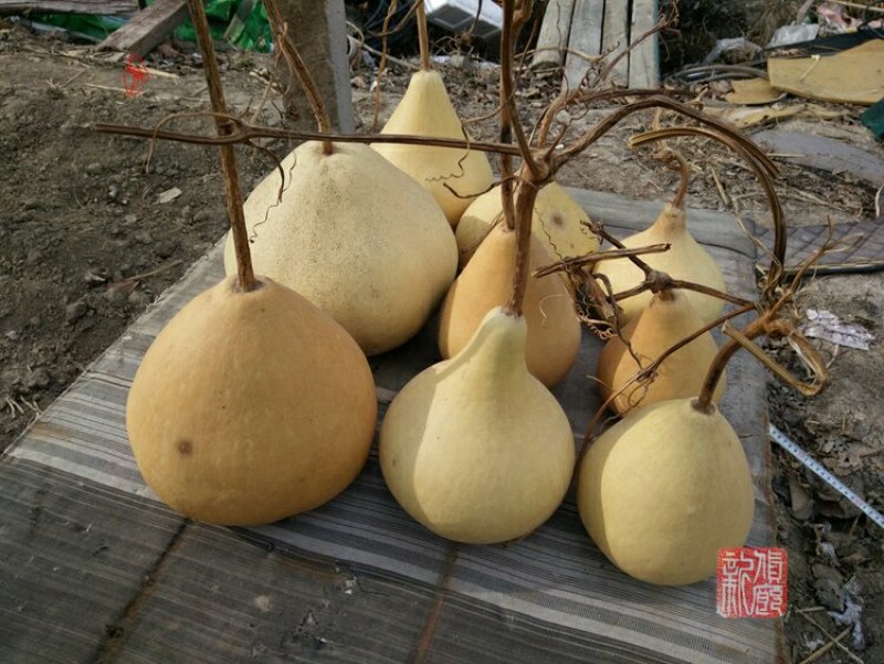 新货廊文玩葫芦种子超市，在售品种150余种，支持淘宝和微