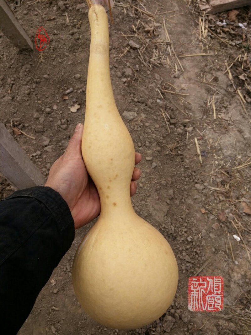 新货廊文玩葫芦种子超市，在售品种150余种，支持淘宝和微