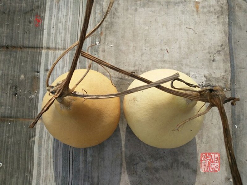 新货廊文玩葫芦种子超市，在售品种150余种，支持淘宝和微