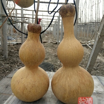 新货廊文玩葫芦种子超市，在售品种150余种，支持淘宝和微