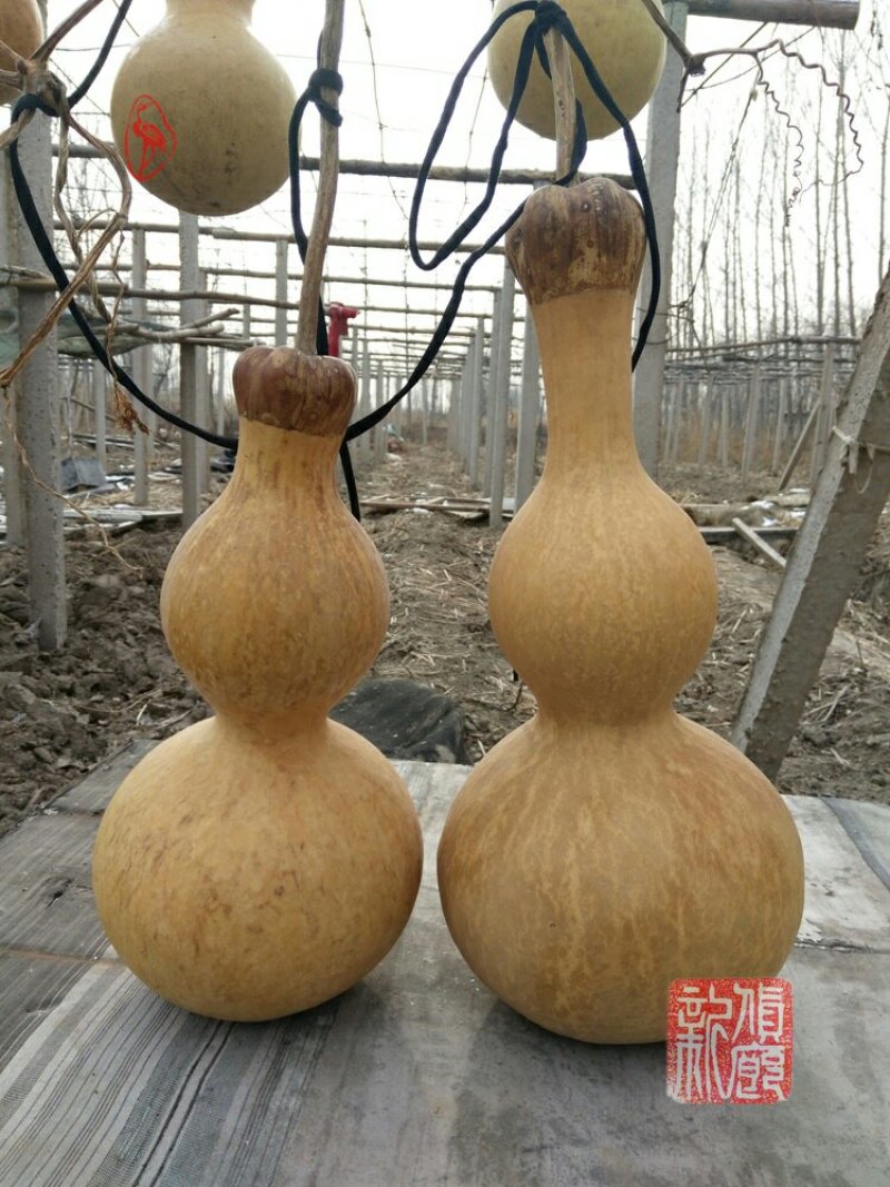 新货廊文玩葫芦种子超市，在售品种150余种，支持淘宝和微
