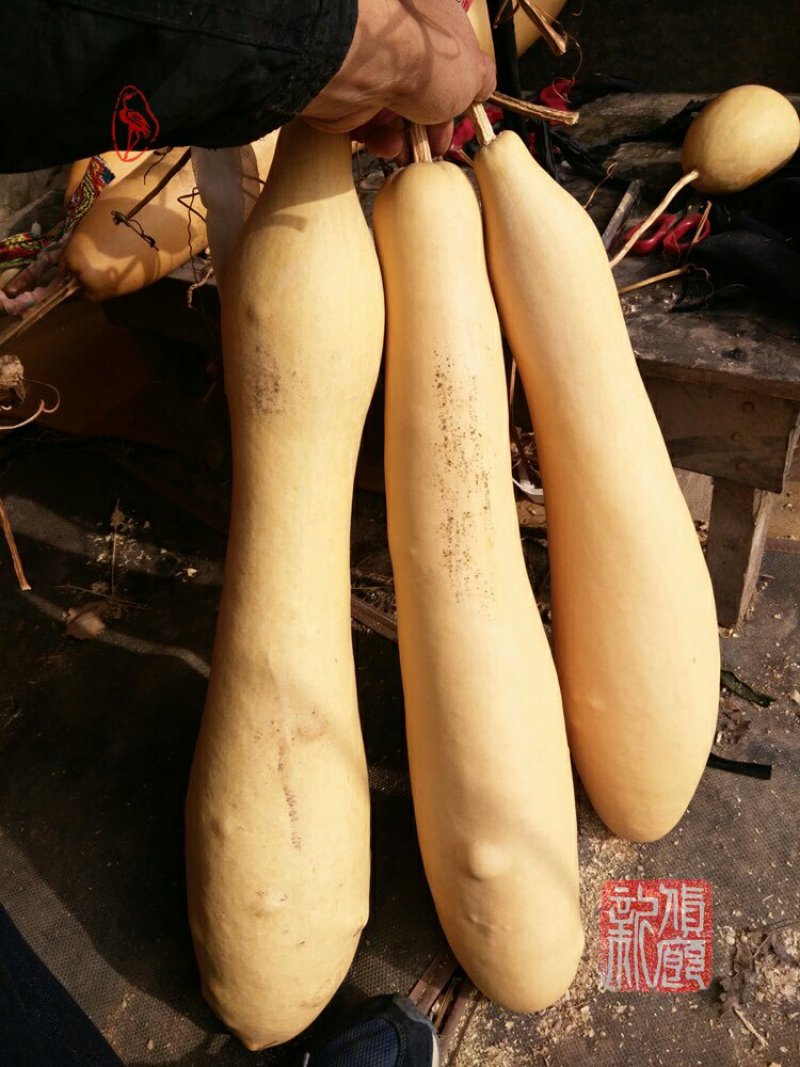 新货廊文玩葫芦种子超市，在售品种150余种，支持淘宝和微