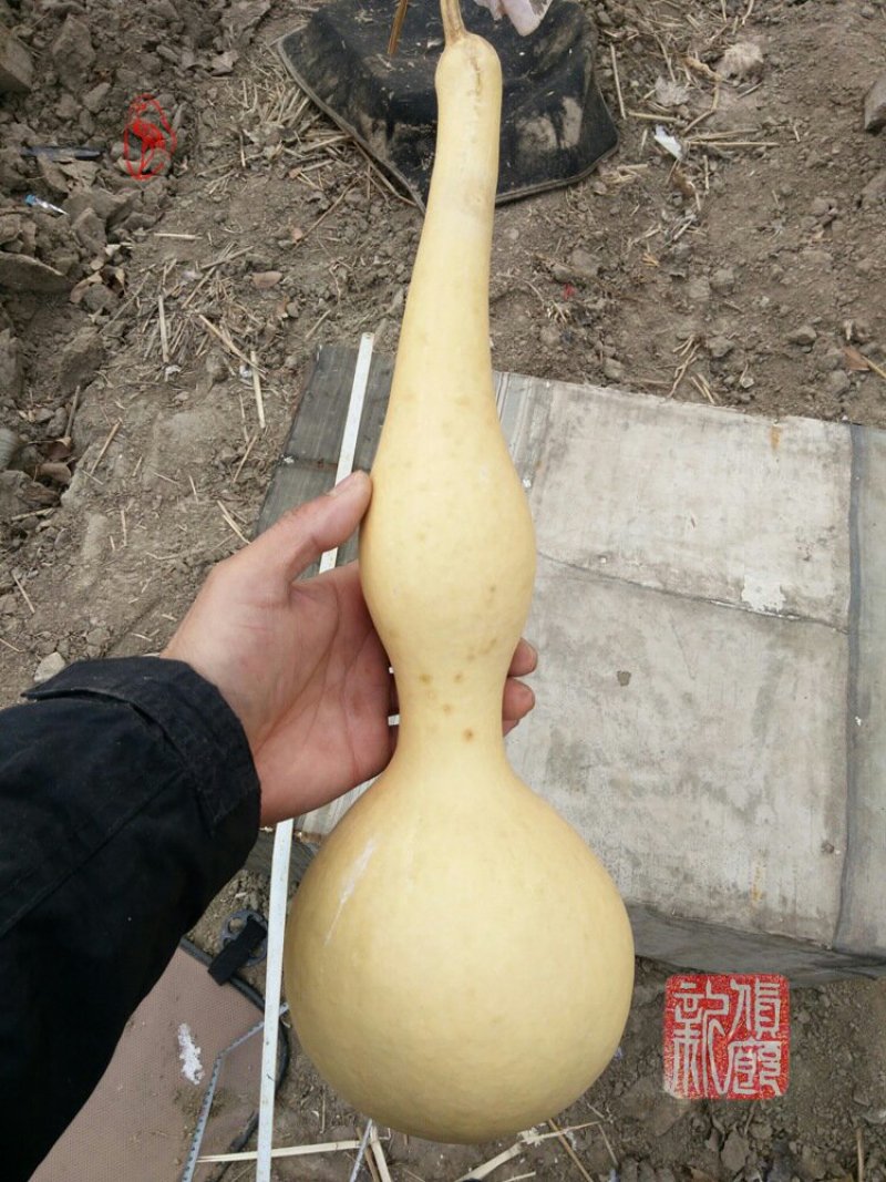 新货廊文玩葫芦种子超市，在售品种150余种，支持淘宝和微