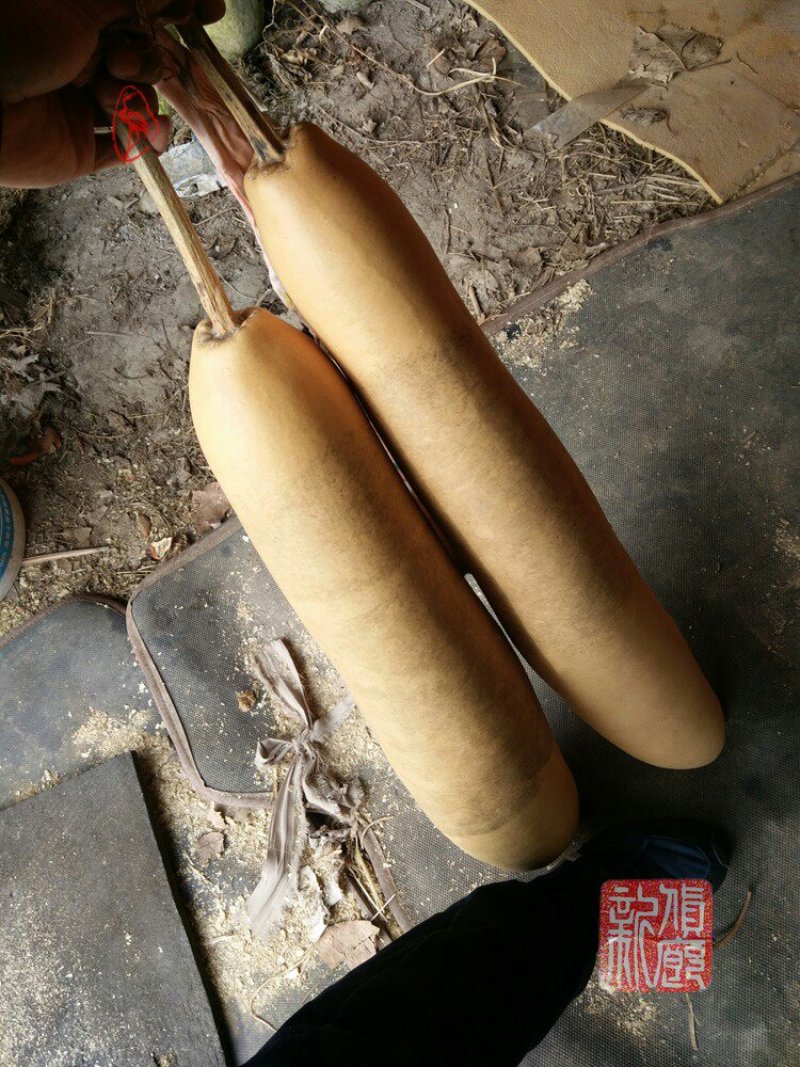 新货廊文玩葫芦种子超市，在售品种150余种，支持淘宝和微