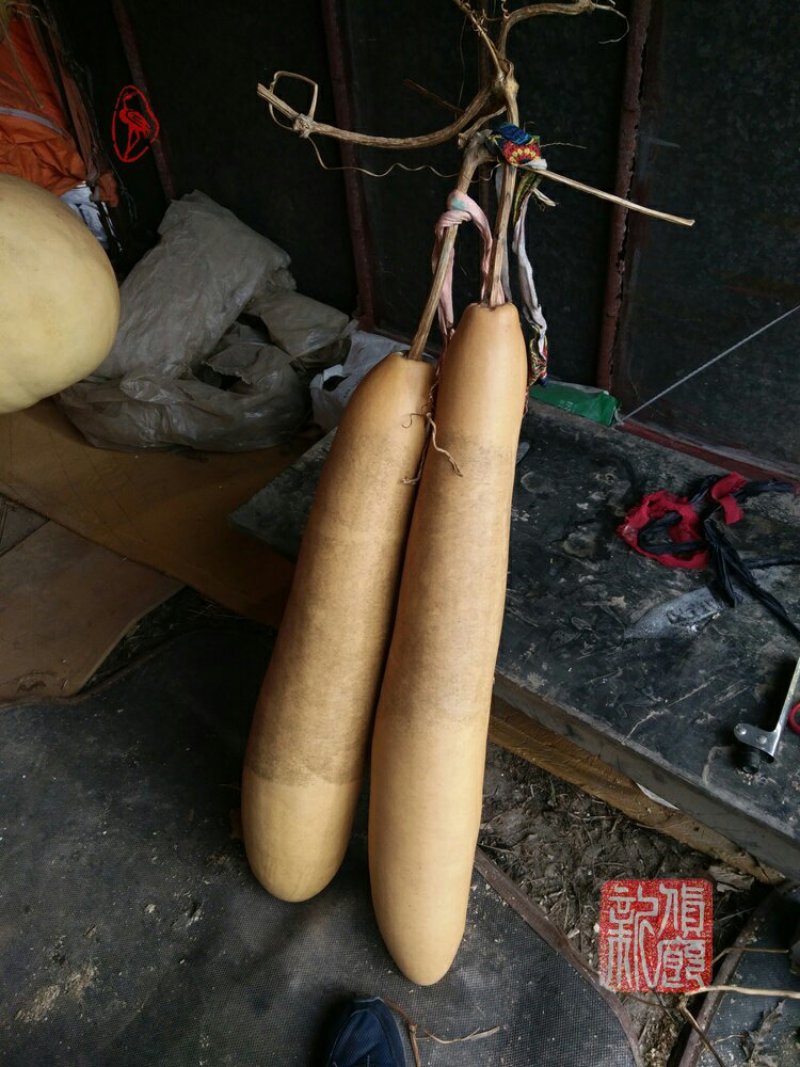 新货廊文玩葫芦种子超市，在售品种150余种，支持淘宝和微