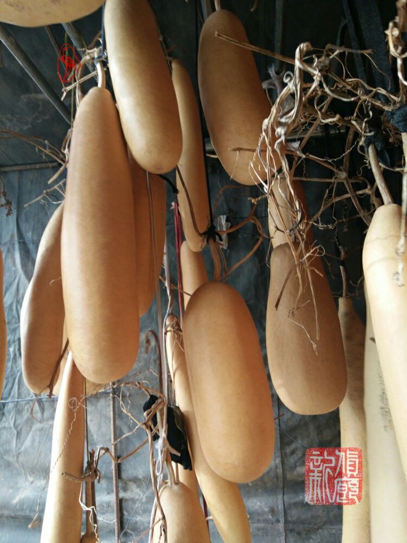 新货廊文玩葫芦种子超市，在售品种150余种，支持淘宝和微