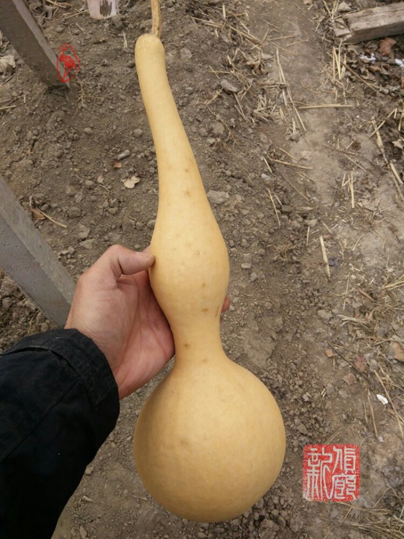 新货廊文玩葫芦种子超市，在售品种150余种，支持淘宝和微