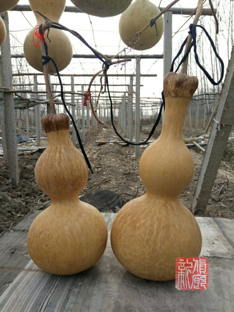 新货廊文玩葫芦种子超市，在售品种150余种，支持淘宝和微