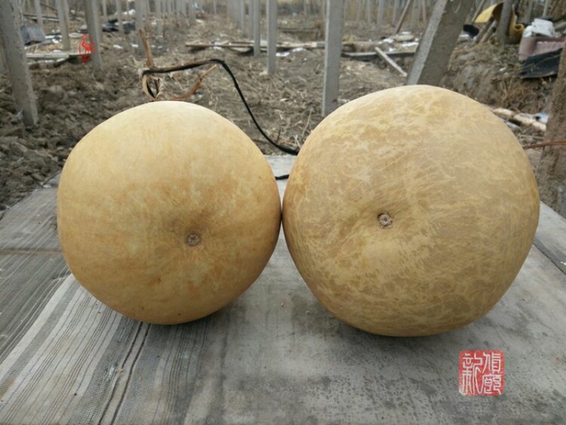 新货廊文玩葫芦种子超市，在售品种150余种，支持淘宝和微