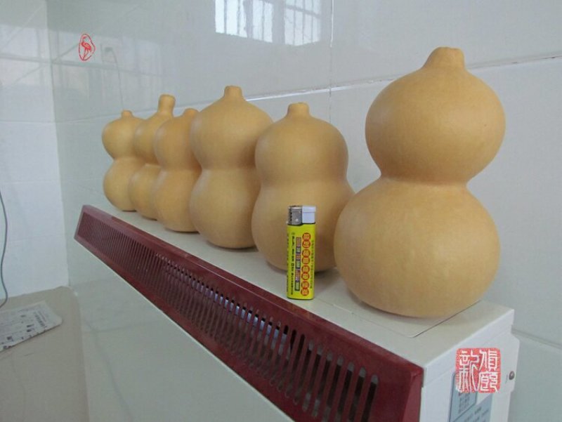 新货廊文玩葫芦种子超市，在售品种150余种，支持淘宝和微