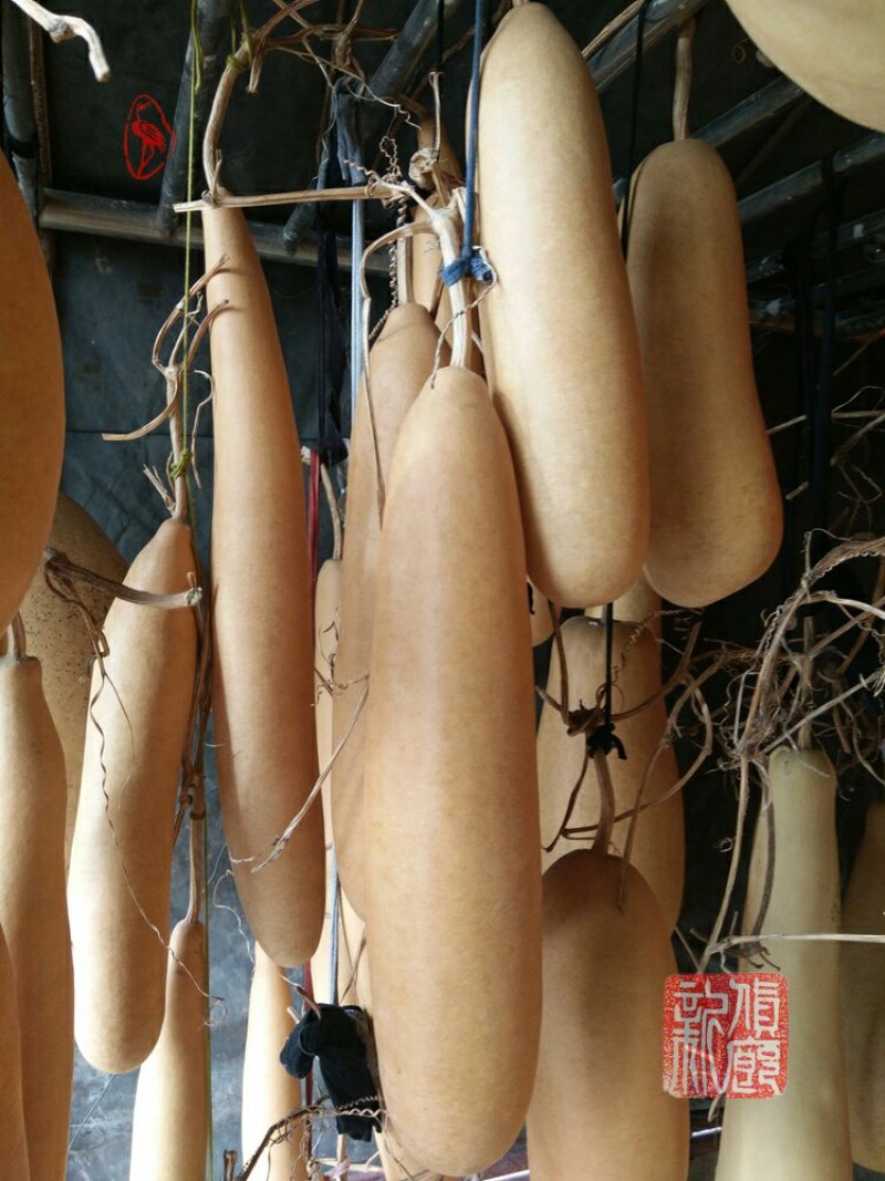 新货廊文玩葫芦种子超市，在售品种150余种，支持淘宝和微