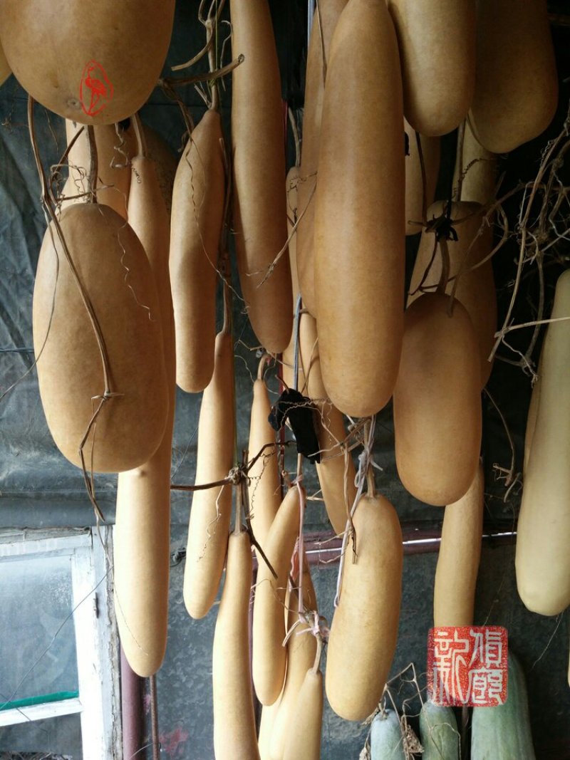新货廊文玩葫芦种子超市，在售品种150余种，支持淘宝和微
